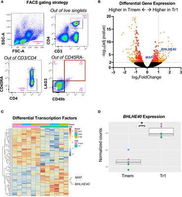 BHLHE40 Regulates IL-10 and IFN-γ Production in T Cells but Does Not Interfere With Human Type 1 Regulatory T Cell Differentiation